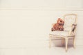 Old vintage luxury armchair with a teddy bear. Vintage toned