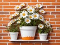 vintage orange brick wall decorated with white daisy in small pots for background. Royalty Free Stock Photo