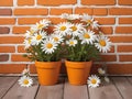 vintage orange brick wall decorated with white daisy in small pots for background. Royalty Free Stock Photo