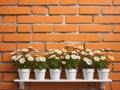 vintage orange brick wall decorated with white daisy in small pots for background. Royalty Free Stock Photo