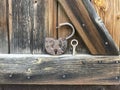 Old vintage padlock. The lock of the lock is open. Nearby is the key to the padlock. Against the background of an old wooden shed. Royalty Free Stock Photo