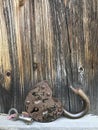 Old vintage padlock. The lock of the lock is open. Nearby is the key to the padlock. Against the background of an old wooden shed. Royalty Free Stock Photo