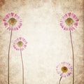 Old vintage paper texture background with dry flowers Royalty Free Stock Photo