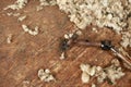 old vintage shearing shears on the floor of the family farm shearing shed surrounded by freshly shorn wool on a farm in rural