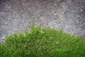 Old vintage stone wall with green water moss Royalty Free Stock Photo