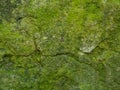 Old vintage stone wall with green water moss texture background Royalty Free Stock Photo