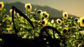 Old vintage style scythe and sunflower field