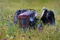 Old Vintage Tractor Antique in Field with Flowers Abandoned Royalty Free Stock Photo