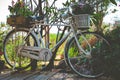 Old vintage white bike or bicycle with colorful flower pot. Royalty Free Stock Photo