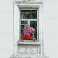 Old window with flowers on a white wall background Royalty Free Stock Photo