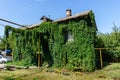 Old vintage wooden house in Samara, Russia, overgrown with ivy, covered with green plant Royalty Free Stock Photo