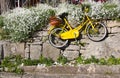 Old vintage yellow bicycle hanging on stone wall among flowers Royalty Free Stock Photo