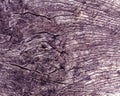 Old violet toned tree cut texture. Royalty Free Stock Photo