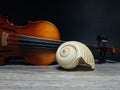 Old sea shell and violin music instrument Royalty Free Stock Photo