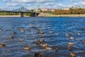 The old Volga bridge in Tver, Russia. Wild Mallard ducks swim in the river. Autumn Sunny day