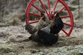 Old wagon wheel and old breed of chicken Royalty Free Stock Photo