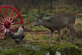 Old wagon wheel and old breed of chicken and wild Roe deer Royalty Free Stock Photo