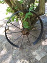 Old Wagon wheel leaning on an old tree