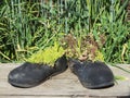 Old walking boots transformed into pots Royalty Free Stock Photo