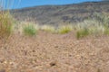 Dirt trail in the desert Royalty Free Stock Photo