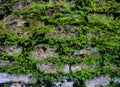 Old wall background with green plants. Mossy rustic stone wall closeup photo texture. Royalty Free Stock Photo