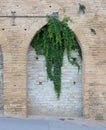 Old wall background with ivy climbing tree Royalty Free Stock Photo
