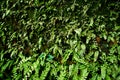 Old wall brick with moss and fern Royalty Free Stock Photo