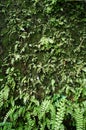 Old wall brick with moss and fern Royalty Free Stock Photo