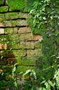 Old wall brick with moss and fern Royalty Free Stock Photo