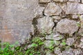 The old wall of cobbles is covered with plants Royalty Free Stock Photo