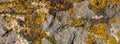 Old wall is covered with dry yellowed moss. Web banner.. Royalty Free Stock Photo