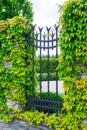 Old wall covered with green leaves ivy plant Royalty Free Stock Photo