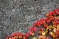 Old wall covered with moss and autumn colorful ivy leaves. Royalty Free Stock Photo