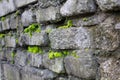 Old wall covered with moss Royalty Free Stock Photo