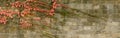 Old wall with covered with red green and orange ivy leaves parthenocissus tricuspidata veitchii Royalty Free Stock Photo