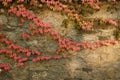 Old wall with covered with red green and orange ivy leaves parthenocissus tricuspidata veitchii Royalty Free Stock Photo