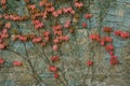 Old wall with covered with red green and orange ivy leaves parthenocissus tricuspidata veitchii Royalty Free Stock Photo