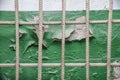 The old wall is cracked paint behind a rusty metal grille. Royalty Free Stock Photo