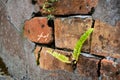 Brick and cement wall with lichen and fern plants as a backgroun