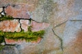 Brick and cement wall with lichen as a background