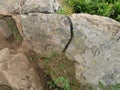 Old wall made of stones, with moss Royalty Free Stock Photo