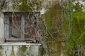 old wall with moss and withered vines tangled on broken window Royalty Free Stock Photo