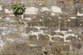 Old wall of natural stone with efflorescence and growth, grouted and plastered and repaired with brick