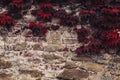 Old Wall with Red Leaves in the Fall