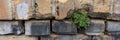 Old wall. Weeds between the stones. Panorama Royalty Free Stock Photo