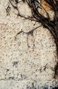 Old wall of white stone and twined with dried liana dry plant