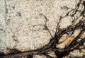 Old wall of white stone and twined with dried liana dry plant