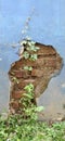 An old wall whose cement layer has peeled off, revealing bricks and sticking weeds.