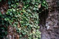 An old wall with window covered with ivy vine green leaves. Natural background with climbing plant. Vertical gardening Royalty Free Stock Photo