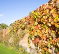 old walled elizabethan garden packwood house stately home warwickshire midlands england uk Royalty Free Stock Photo